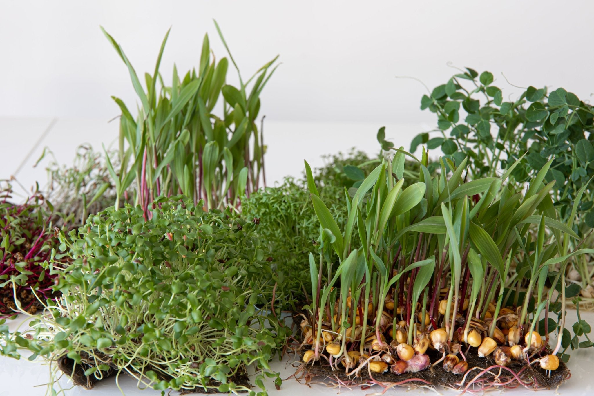 A Guide to Earth-Derived Ingredients Designed to Fuel Your Performance - Bodybuilding.com